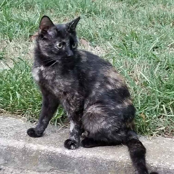 Emo - Picture 3 of 12